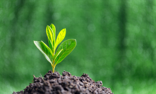 Young green plant in nature